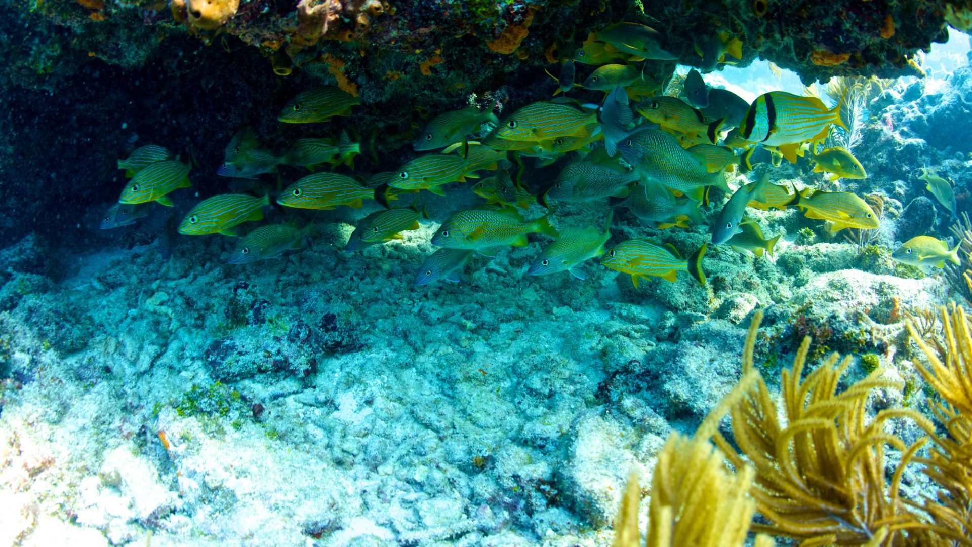 dive shops marathon fl, scuba diving marathon fl, diving marathon key